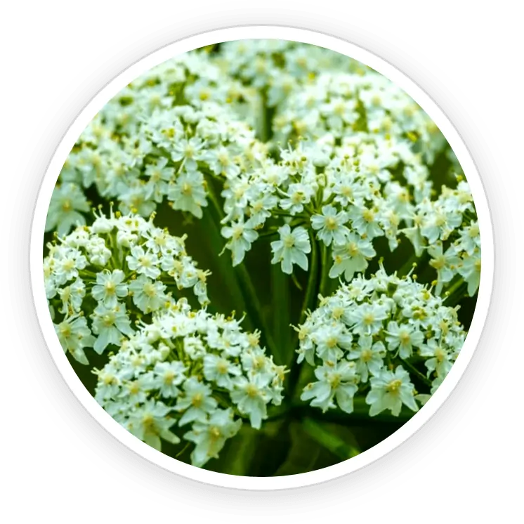 Cnidium Monnieri Intimacy Booster