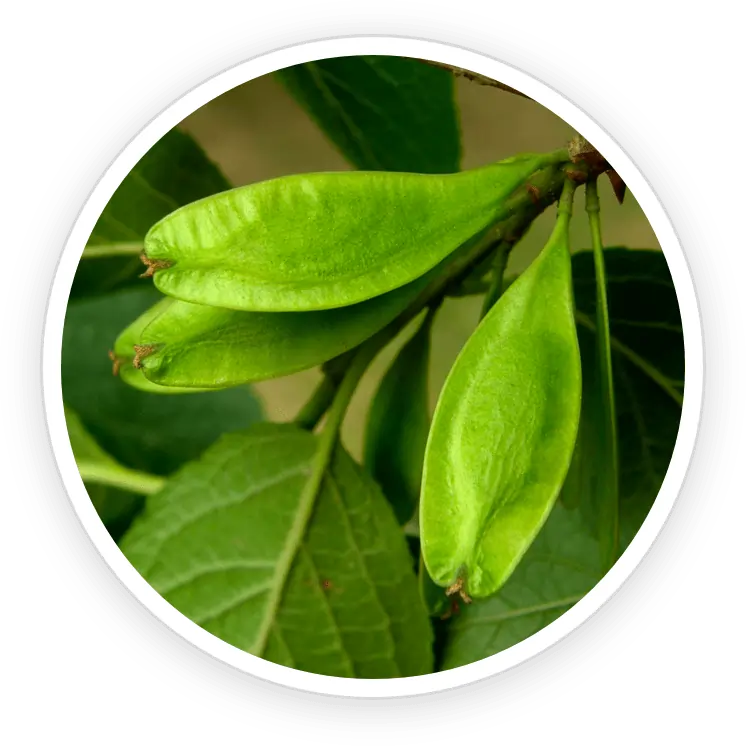 Eucommia Ulmoides Joint and Muscle Strength