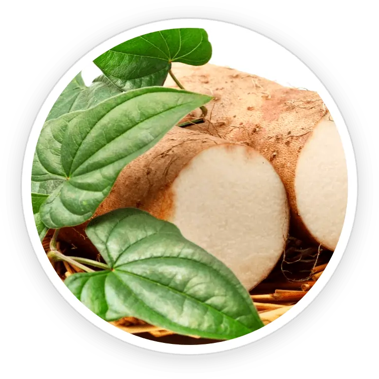 Wild Yam Male Health Optimizer